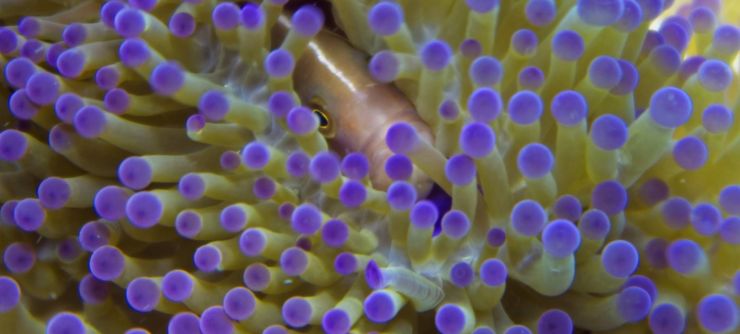 Findet Nemo, oder nehmt zu uns Kontakt auf